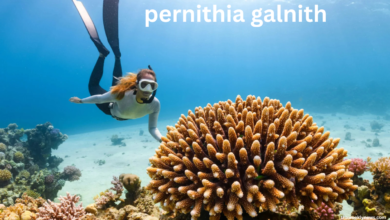 pernithia galnith